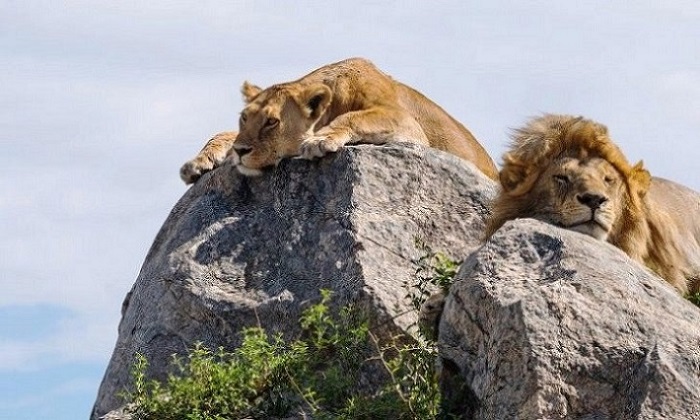 Wildlife in Lake Manyara