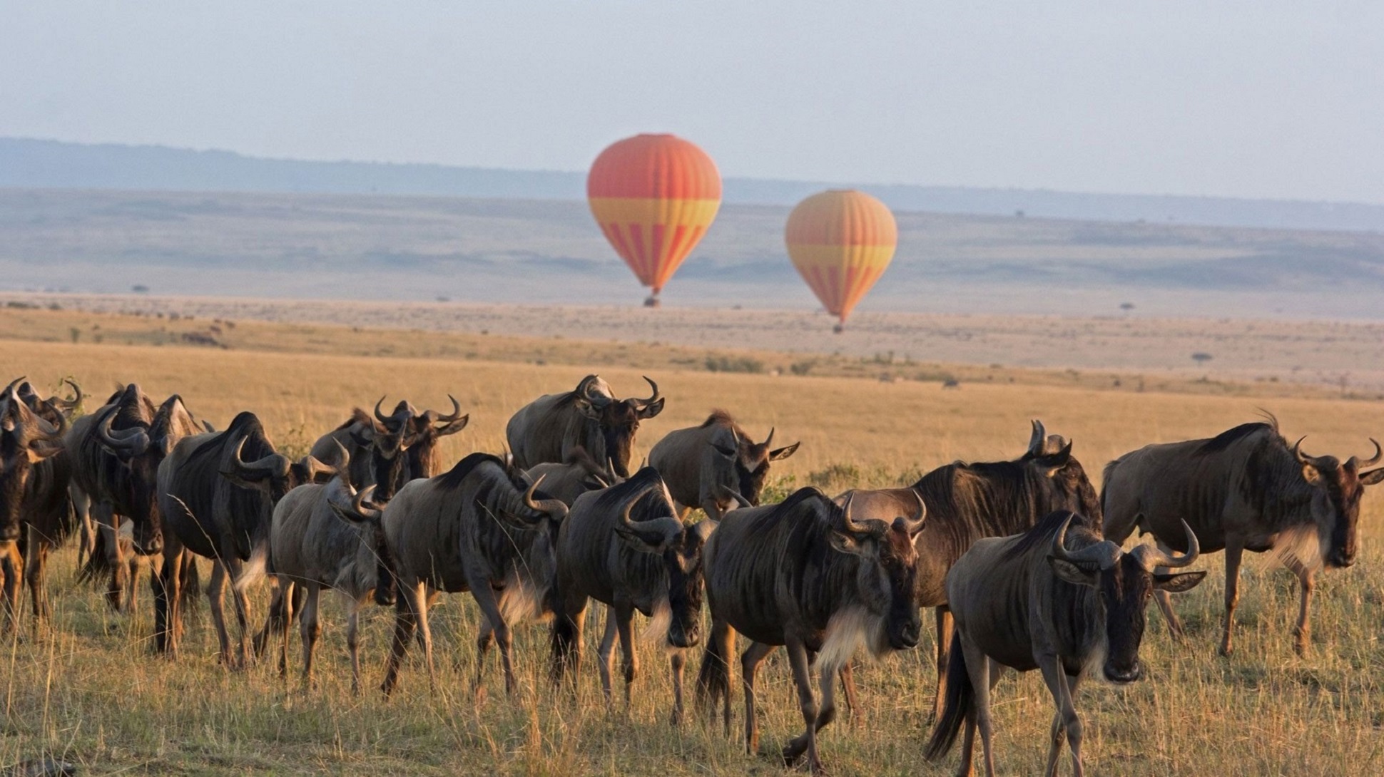 Wildlife in Lake Manyara